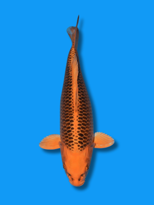 Kin Matsuba | Koi&Co.